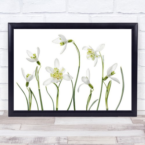 Spring snowdrops galanthus - snowdrops,