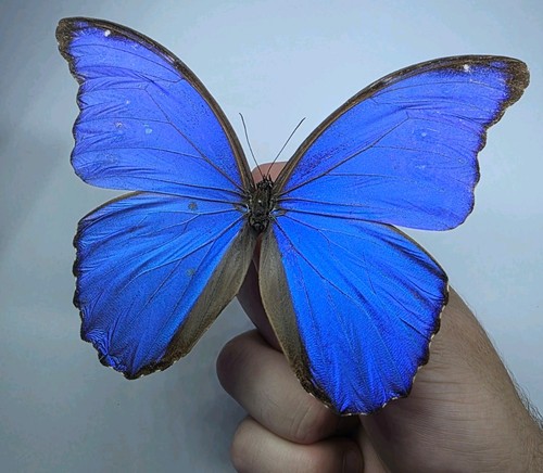 Morpho didius set - morpho,