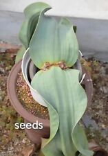 Welwitschia mirabilis S eeds