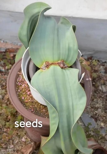 Welwitschia mirabilis eeds - s,