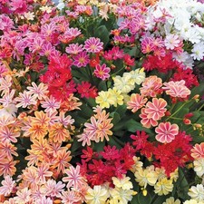 Lewisia Cotyledon Elise Mix