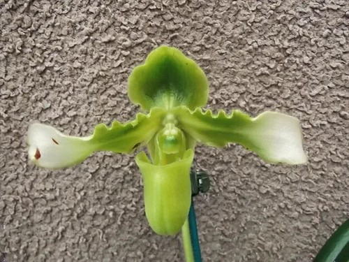 Paphiopedilum hirsutissimum