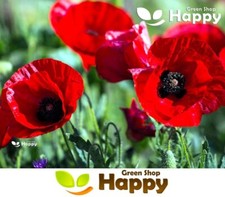 TULIP POPPY - 5000 SEEDS -