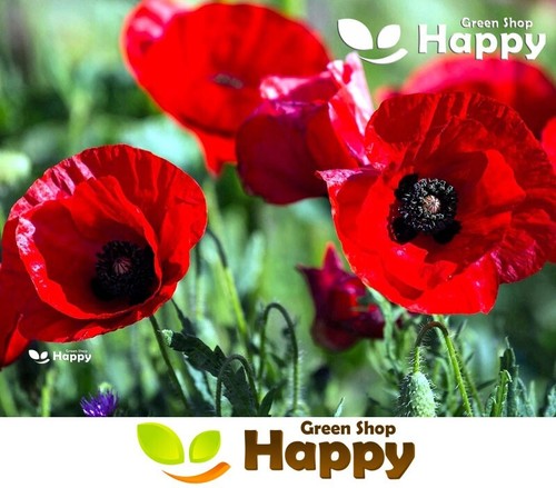 Tulip poppy 5000 seeds - poppy,