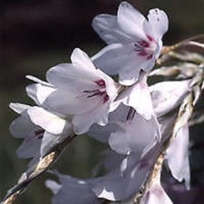 Dierama snowbells white angels - snowbells,