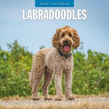 Labradoodles 2026 Square Wall
