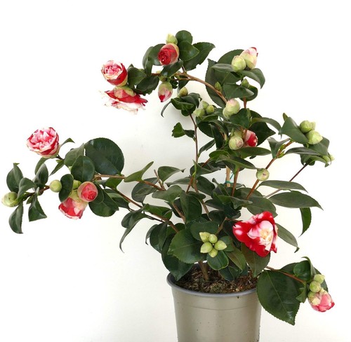 Camellia japonica general - camellia,
