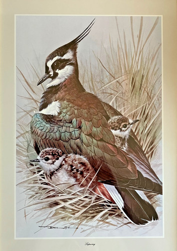 Fabulous lapwing large framed - lapwing,
