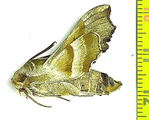 Sphingidae proserpinus - sphingidae,,