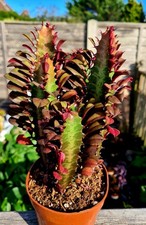 Euphorbia Trigona Rubra | Red succulent plant