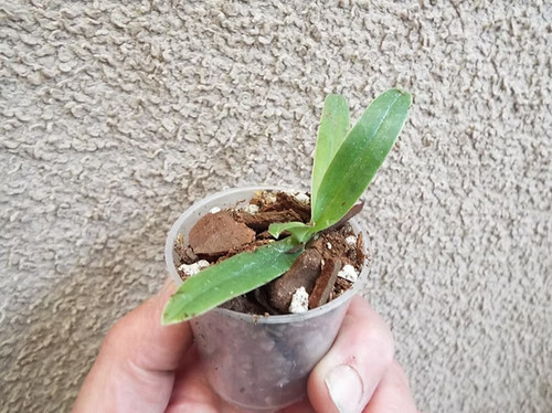 Rare paphiopedilum - rare,