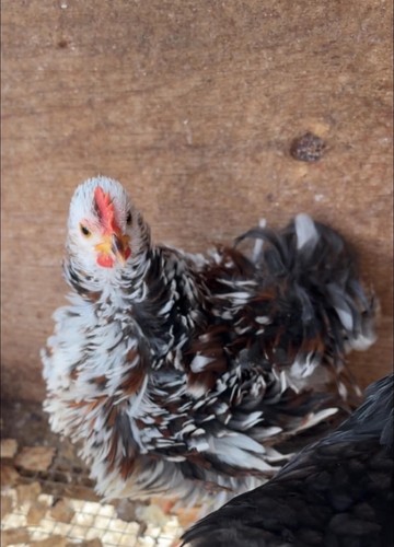 Cochin bantam chicken hatching - cochin,