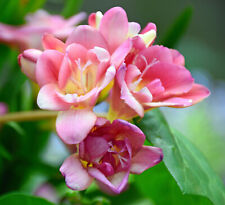 10x Freesia PINK Bulbs Spring