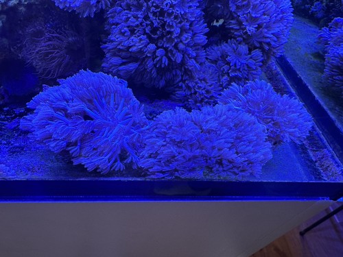 Red sea pulsing xenia coral - red,