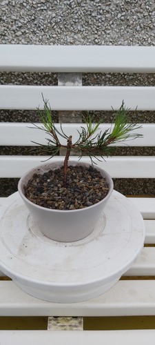 Semi bonsai young starter - semi, bonsai,