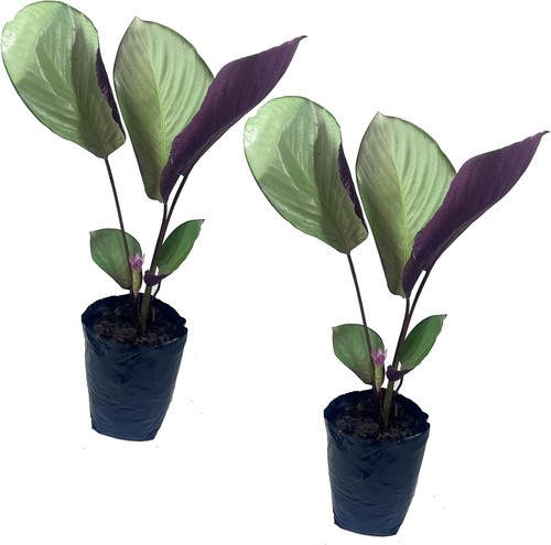 Calathea silver plate pack - silver, of