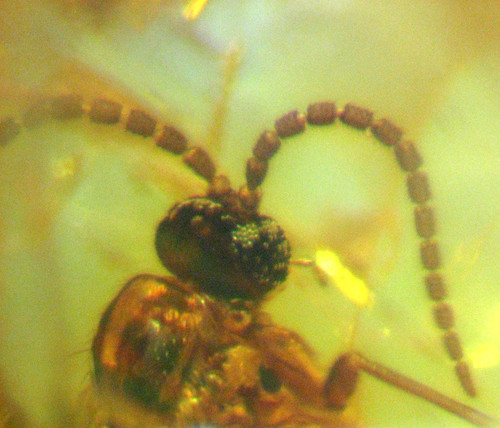 Pliocene amber kenya africa - amber,