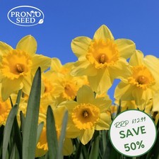Narcissus Tete-A-Tete 30 Dwarf Daffodil Spring Flowering Plant Bulbs
