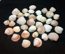 200gm Smaller Sea Cockle Shells Art Craft Supplies, Fish Tank Decor. Free UK P&P