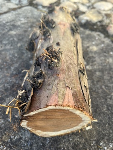 Yew wood log for - wood, turning