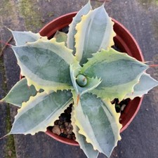 12CM Succulent Agave Plant