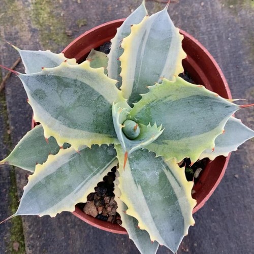 12cm succulent agave - succulent, plant