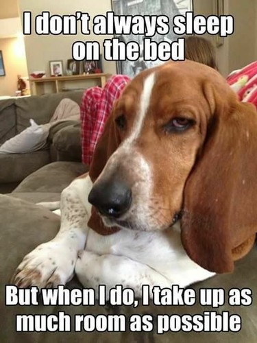 Funny basset hound - basset,