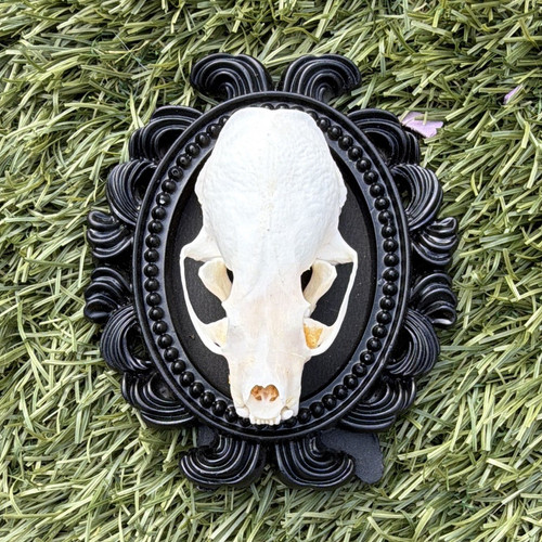 Mink skull bones - mink, taxidermy