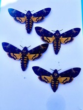 Death’s Head Hawk Moths x 4