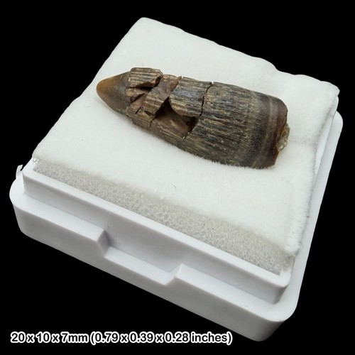 Rare crocodile teeth fossils - rare,