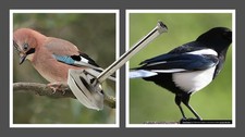 Magpie and Jay call by Helen Baud