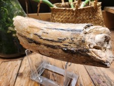 Fossilised  tooth found in Happisbugh (tusC) 