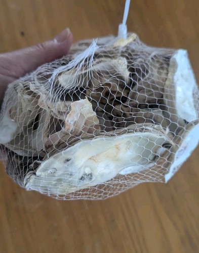 Oysters and cowrie shells - oysters,