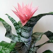 Aechmea fasciata Primera Bromeliad Plant in 15cm Pot - Pink Urn Plant Houseplant