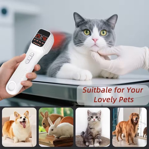 Pet cold laser therapy pain - therapy,