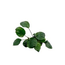 Anubias Barteri Gold Coin