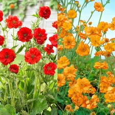 Geum Avens Bare Roots - Hardy