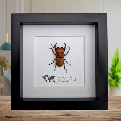 Framed red stag beetle