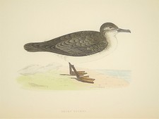 Dusky Petrel - Morris Antique 1860 Victorian Hand Coloured Bird Print