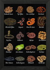 Types of Snakes Framed Wall