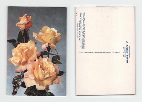 Postcard peace rose flower - peace,