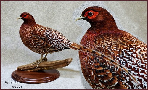 Copper pheasant taxidermy - copper,