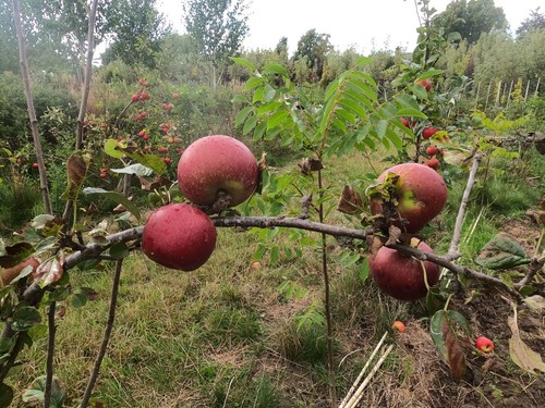 English grown apple trees - english, bare