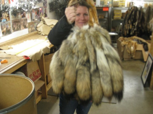 Tanned coyote tail 1 - tanned,