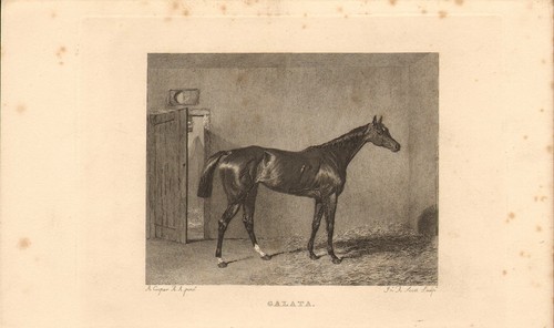 1840s print race horse - print,