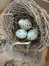 Authentic Abandoned Bird's