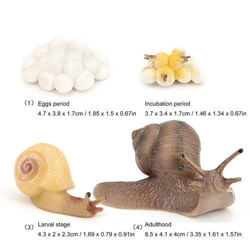 Snail growth cycle model - growth,