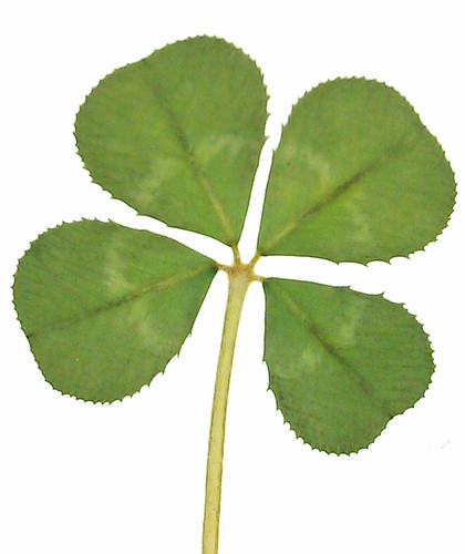 Genuine real four leaf - genuine,