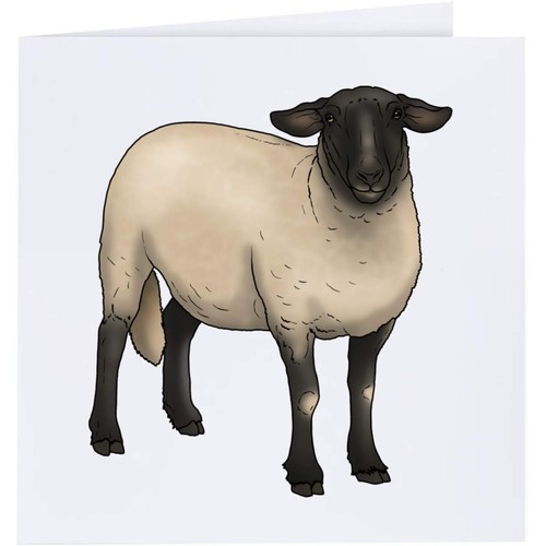 Suffolk sheep greeting - sheep',
