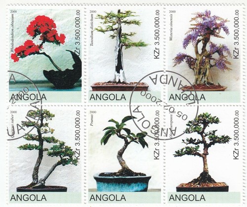 Angola 2000 bonsai - angola;,